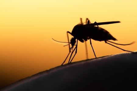Mosquito population surge prompts public health emergency in Fort Bend County