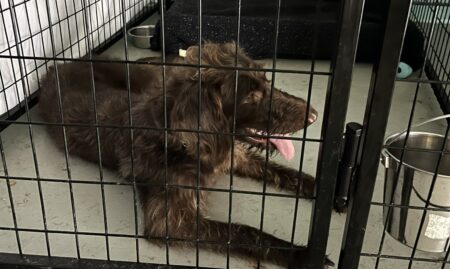 Northwest Houston animal rescue faces financial challenges after power lines are cut