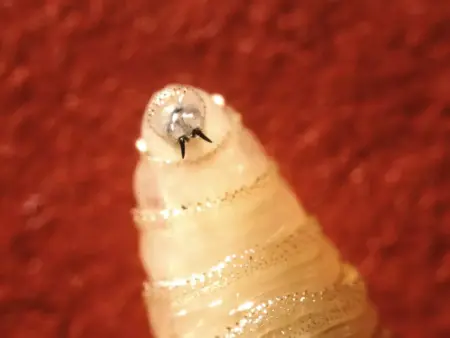 Here's where things stand with New World screwworm in Texas