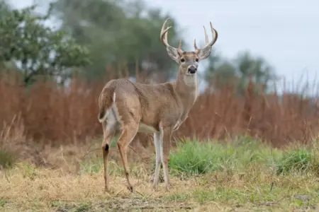 'We didn't have a lot of deer': Screwworm threat revives old fears in South Texas