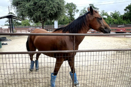 “Mass euthanasias”: Screwworm could have deeper implications for Texas’ already-crowded animal shelters